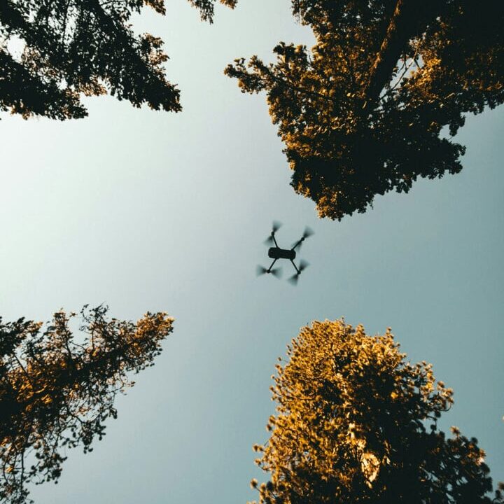 Drone Flying Above Forest Trees Drone flying high above tall forest trees under clear sky